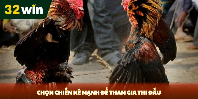 Chọn chiến kê mạnh để tham gia thi đấu