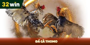Đá gà Thomo