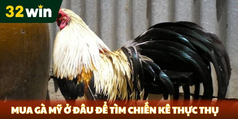 Mua gà mỹ ở đâu để tìm được chiến kê thực thụ
