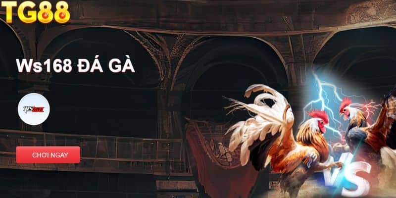 Tìm hiểu về chuyên mục đá gà Thomo hôm nay